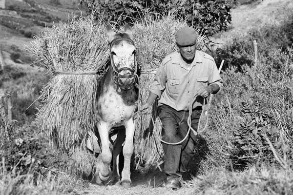 Before machinery was affordable, horse power aided the harvest. grani-antichi-6